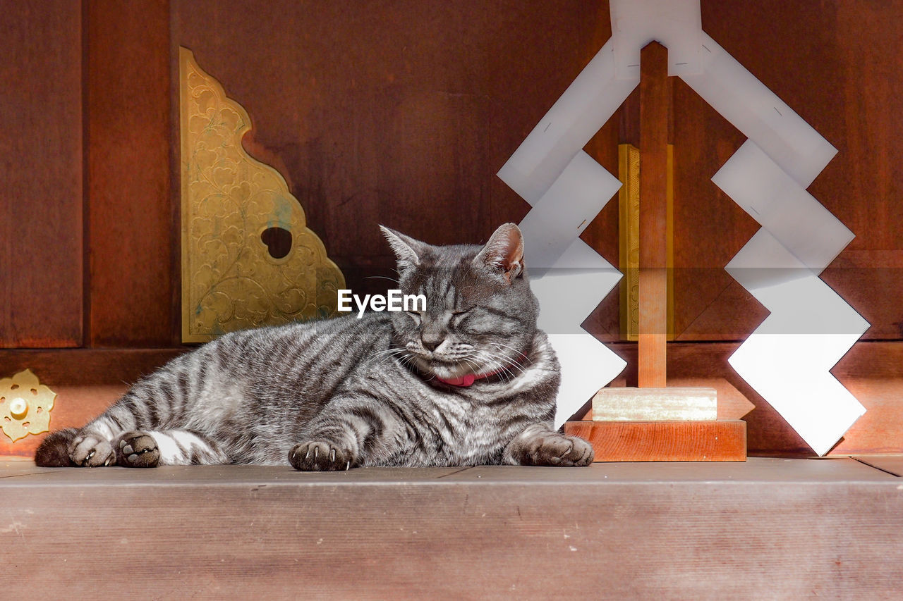 A tabby cat at umenomiya taisha shrine. november 12, 2017, kyoto, japan.