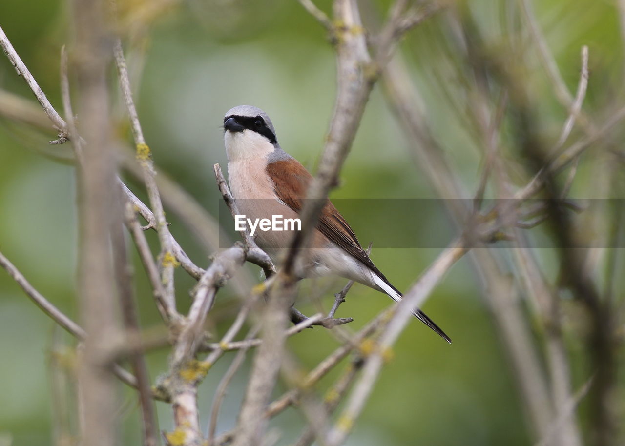 CLOSE-UP OF A BIRD PERCHING ON BRANCH