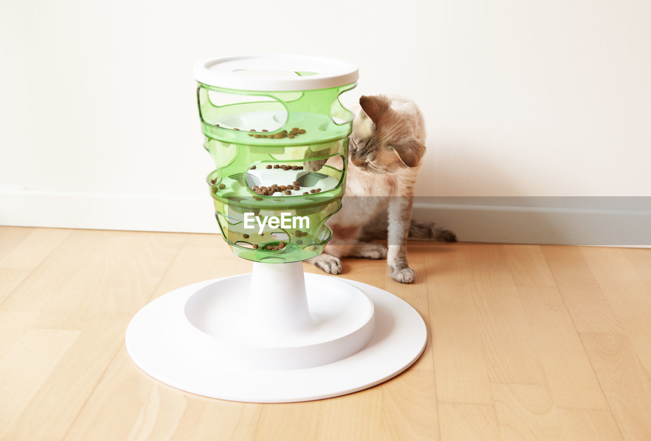 Cat playing with slow feeder toy - green color tree tower. catching dry food with the paw.  