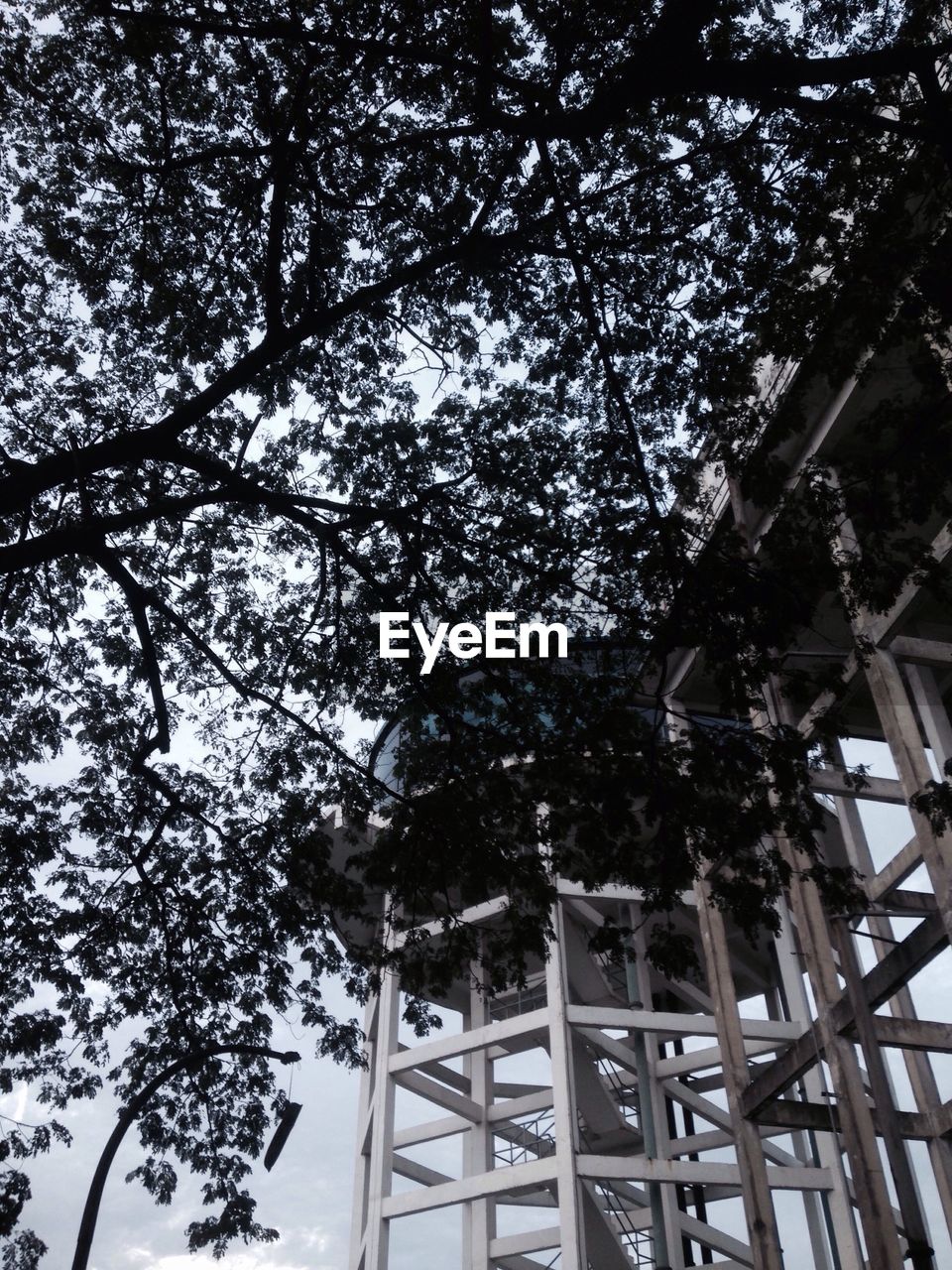 LOW ANGLE VIEW OF TREES AGAINST THE SKY