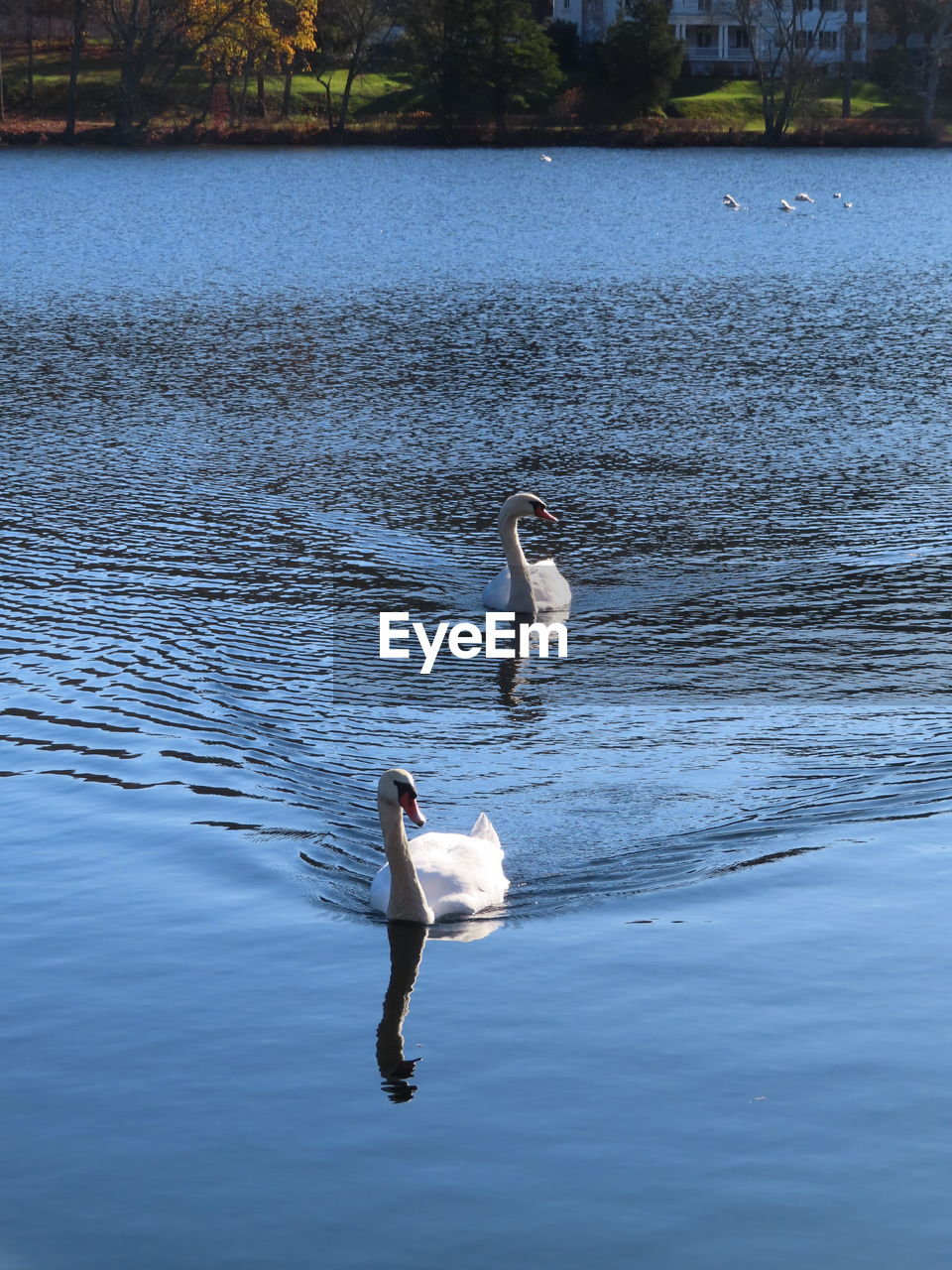 VIEW OF SWAN SWIMMING IN LAKE