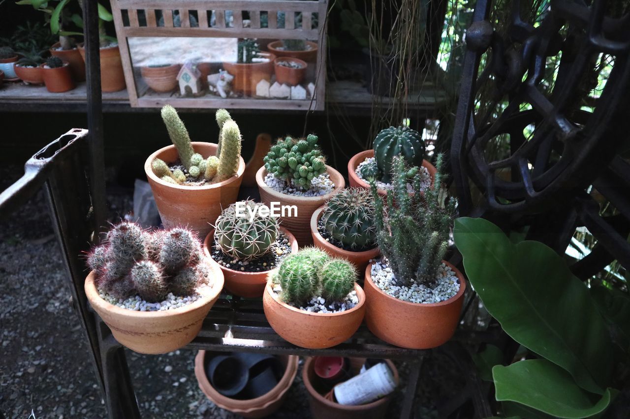 HIGH ANGLE VIEW OF SUCCULENT PLANTS IN YARD