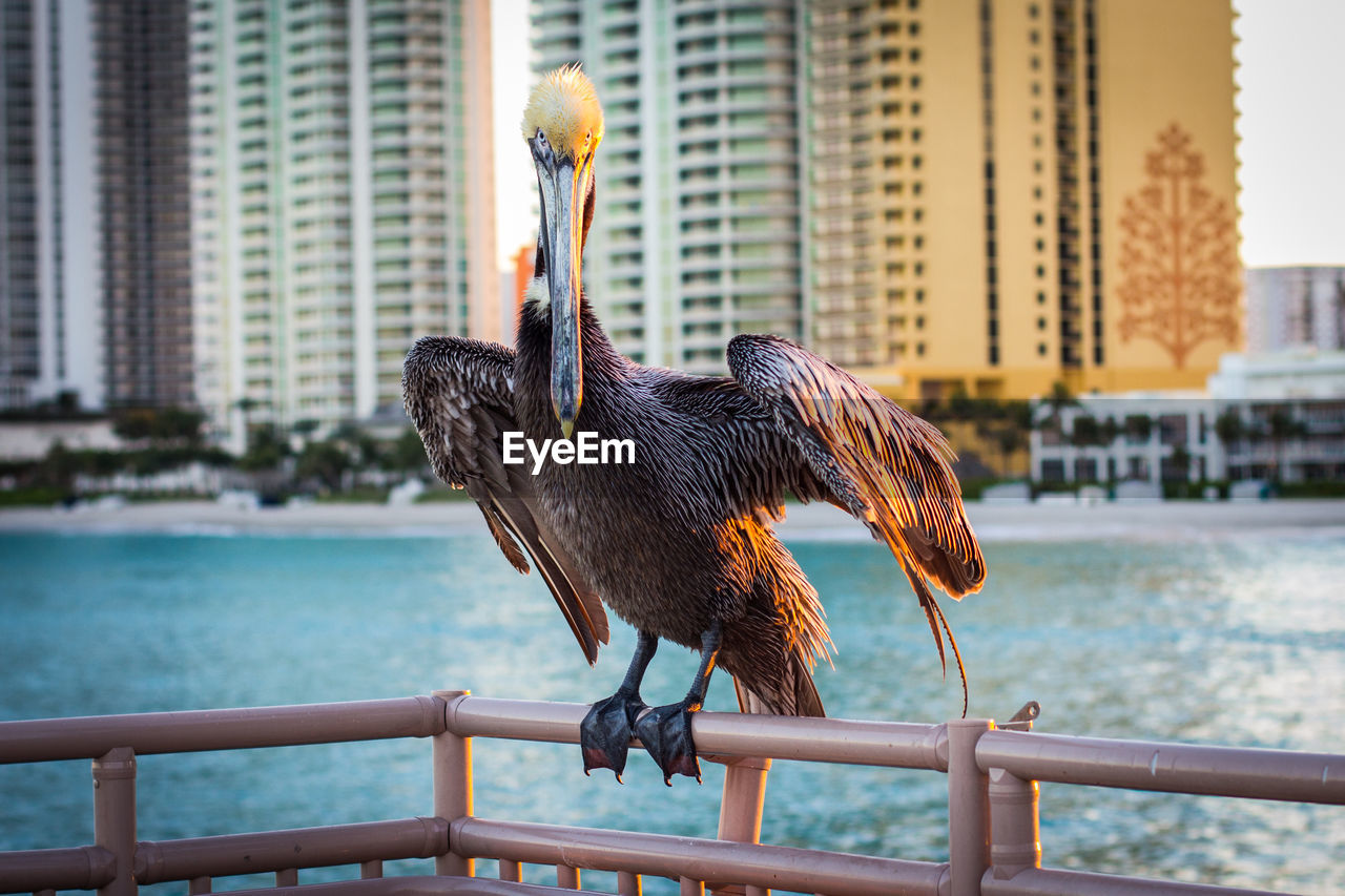 Pelican perching on railing against buildings during sunset
