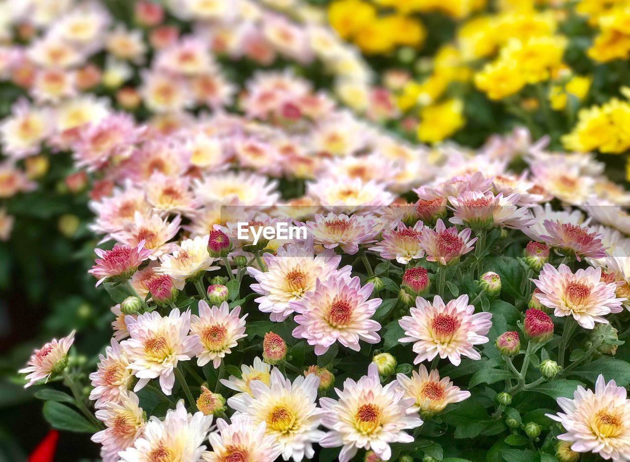 Close-up of flowers blooming outdoors