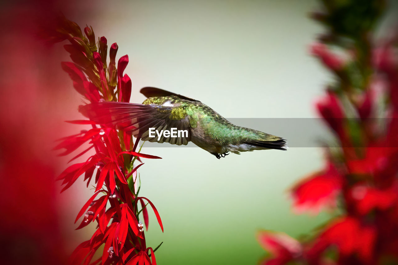 hummingbird, animal themes, bird, animal, animal wildlife, flower, one animal, macro photography, wildlife, red, flying, nature, close-up, beauty in nature, plant, no people, flowering plant, mid-air, outdoors, spread wings, animal body part, hovering