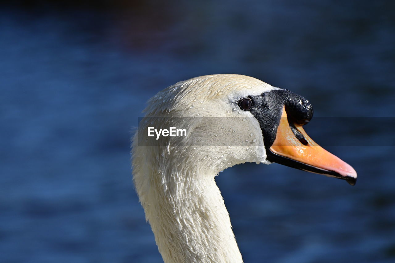 close-up of swan