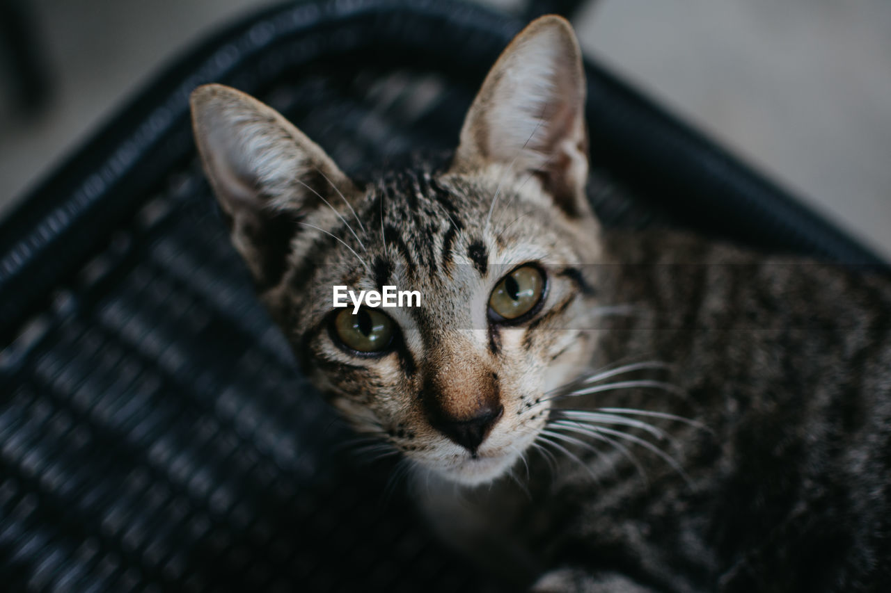 Close-up portrait of tabby cat