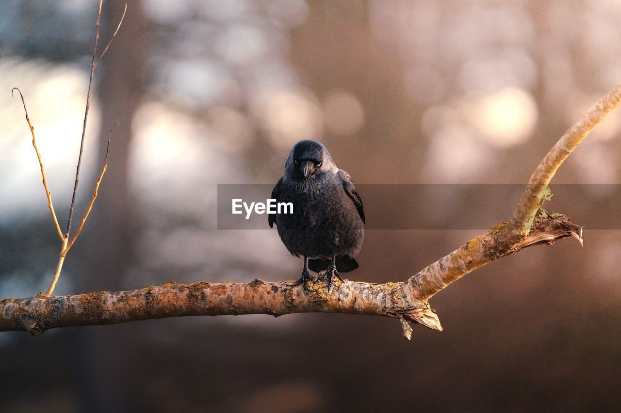 bird, animal themes, animal, animal wildlife, wildlife, nature, branch, tree, one animal, perching, close-up, plant, beak, no people, focus on foreground, full length, outdoors, twig, sunbeam, beauty in nature, black, songbird, winter, selective focus, portrait, day