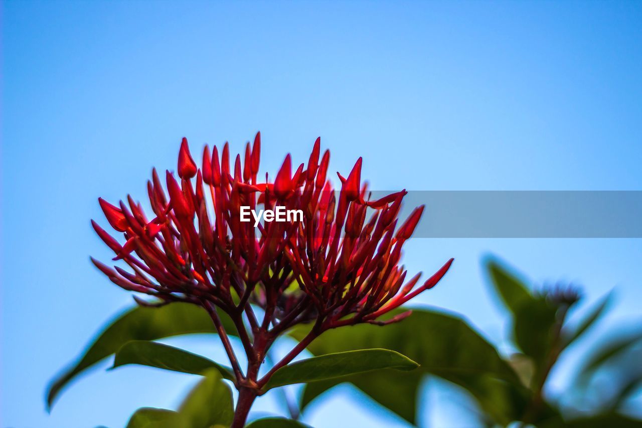 CLOSE-UP OF RED FLOWER AGAINST CLEAR SKY