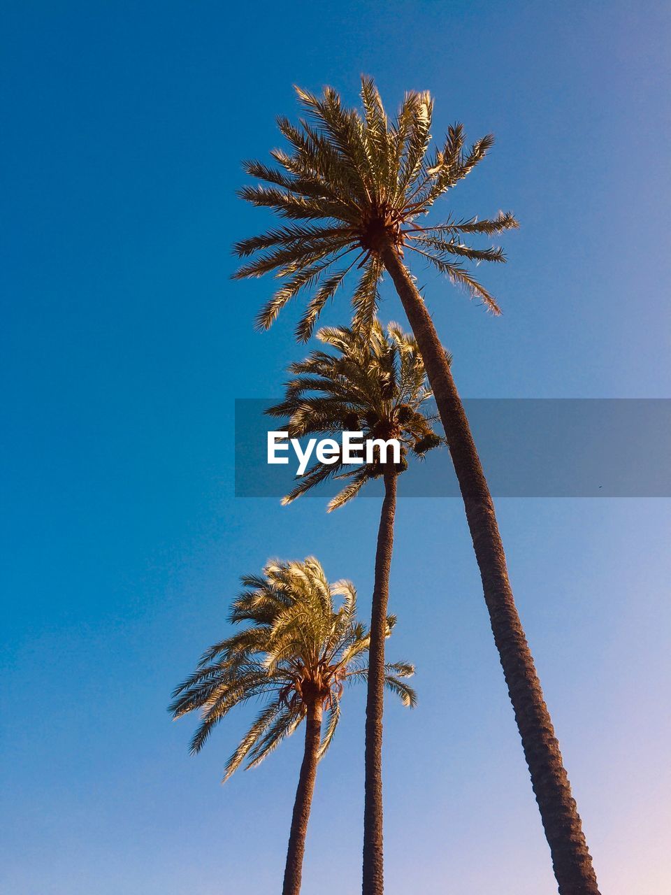 LOW ANGLE VIEW OF PALM TREE AGAINST BLUE SKY