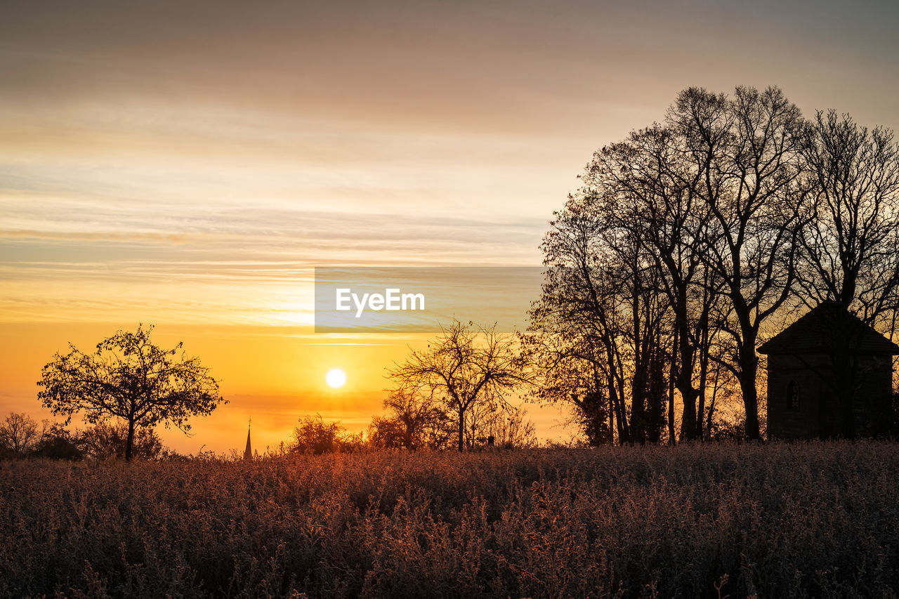 SILHOUETTE TREE ON FIELD AGAINST SKY DURING SUNSET