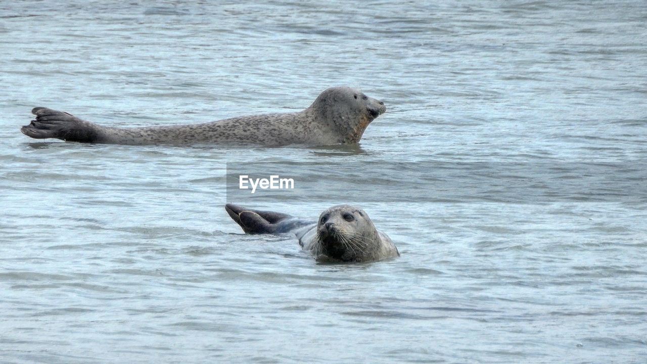 Seals swimming in sea