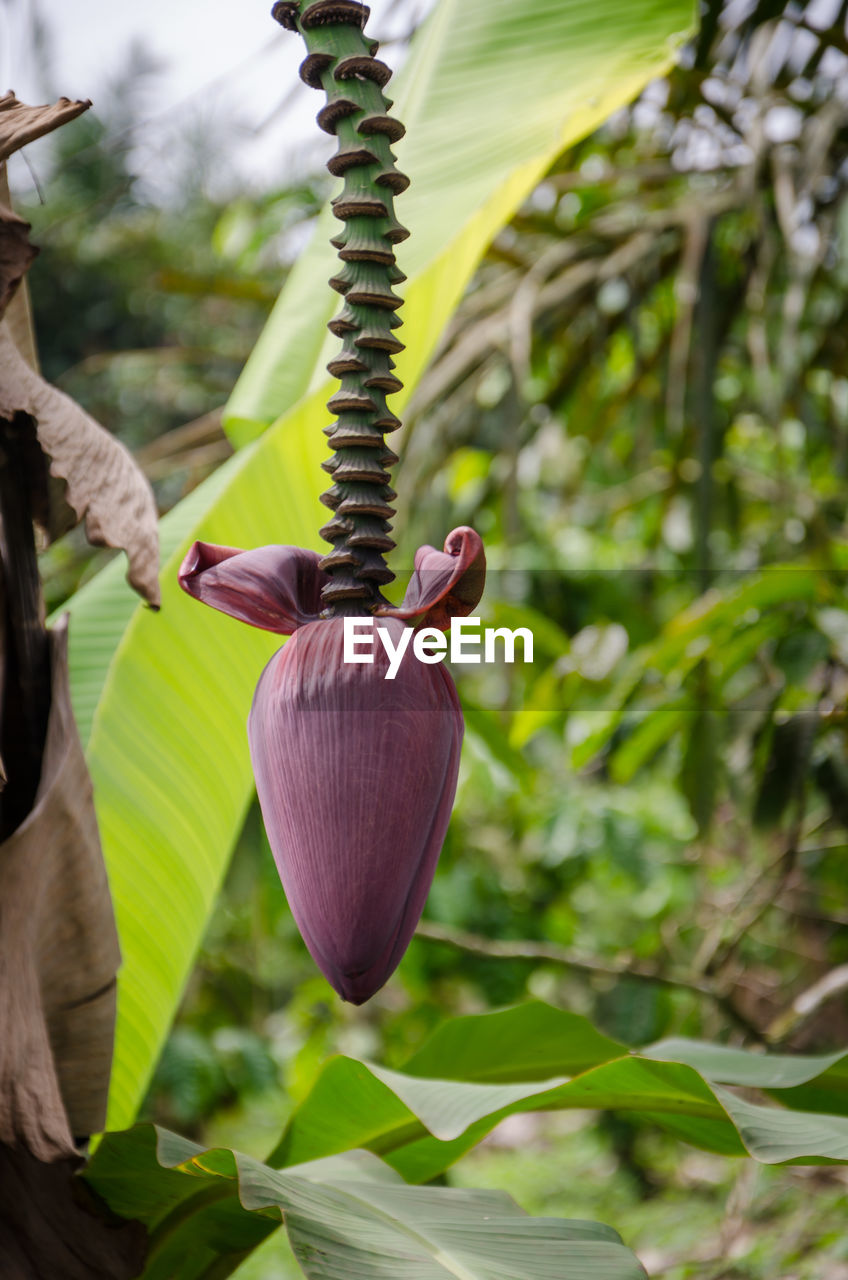 Close-up of banana flower growing on tree