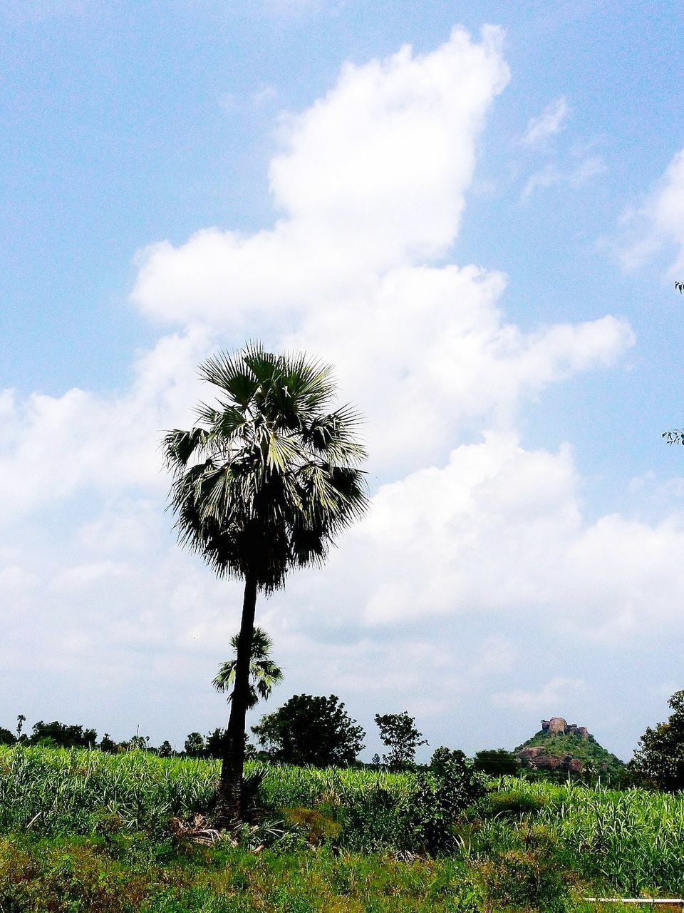 SCENIC VIEW OF GRASSY FIELD AGAINST SKY