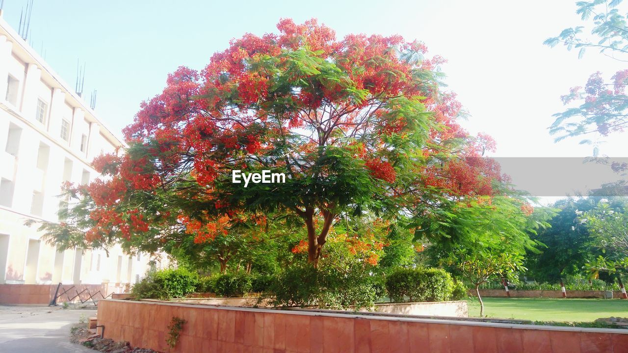 TREES BY RED HOUSE AGAINST SKY