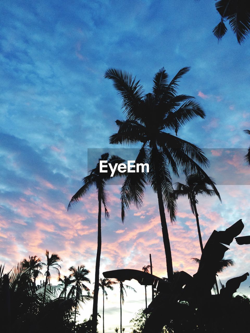 LOW ANGLE VIEW OF SILHOUETTE PALM TREE AGAINST SKY