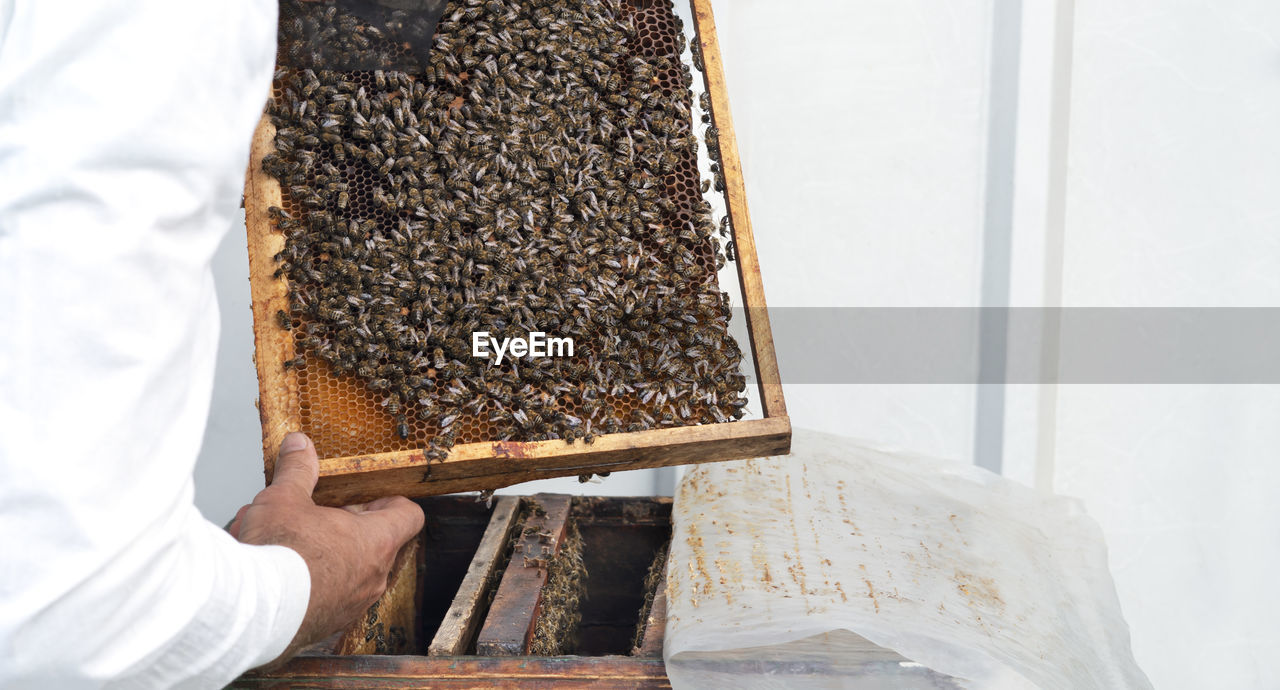 The beekeeper checks the frames with honeycomb, sweet golden honey and bees. beekeeping. copy space.