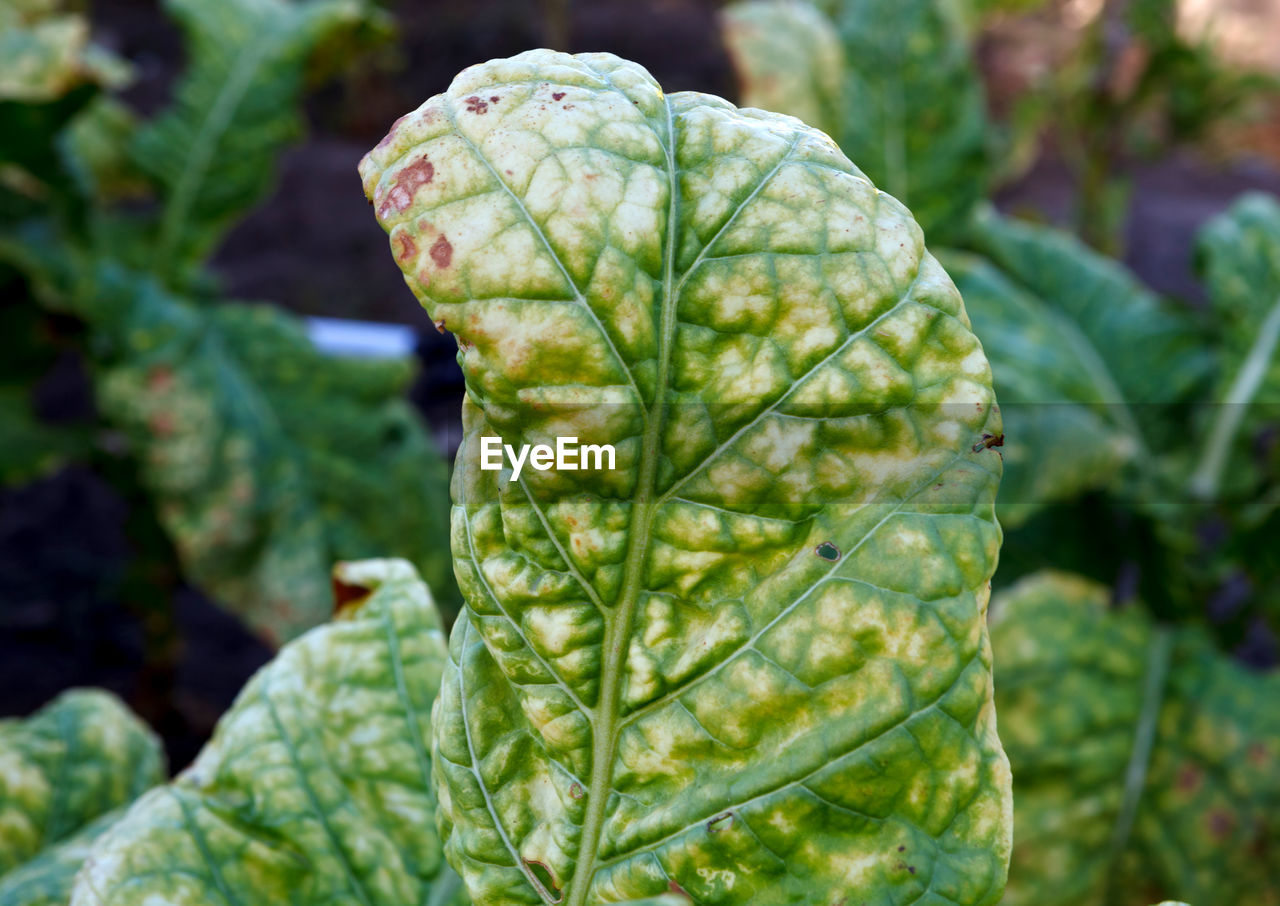 CLOSE-UP OF LEAF