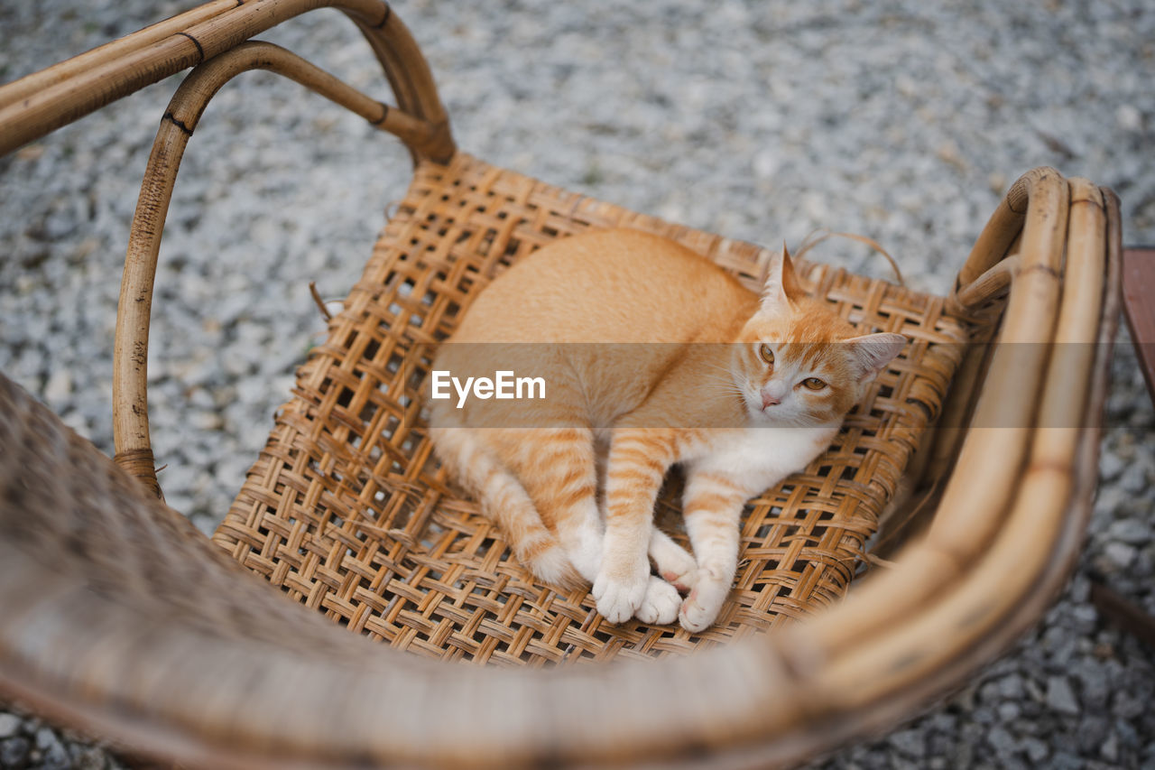 Orange brown cat laying down on a bamboo made chair chilling