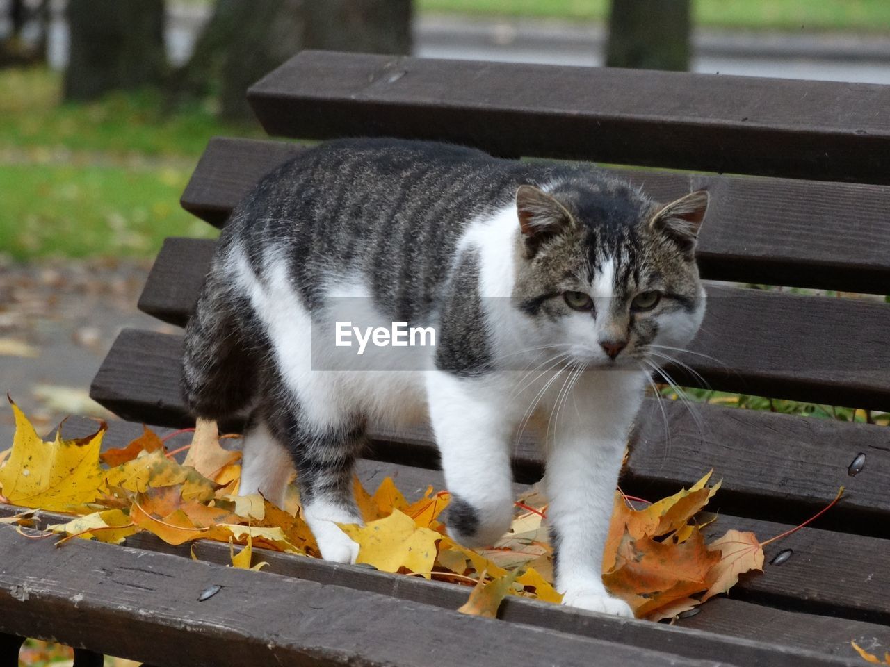 Portrait of cat walking on wooden bench at park