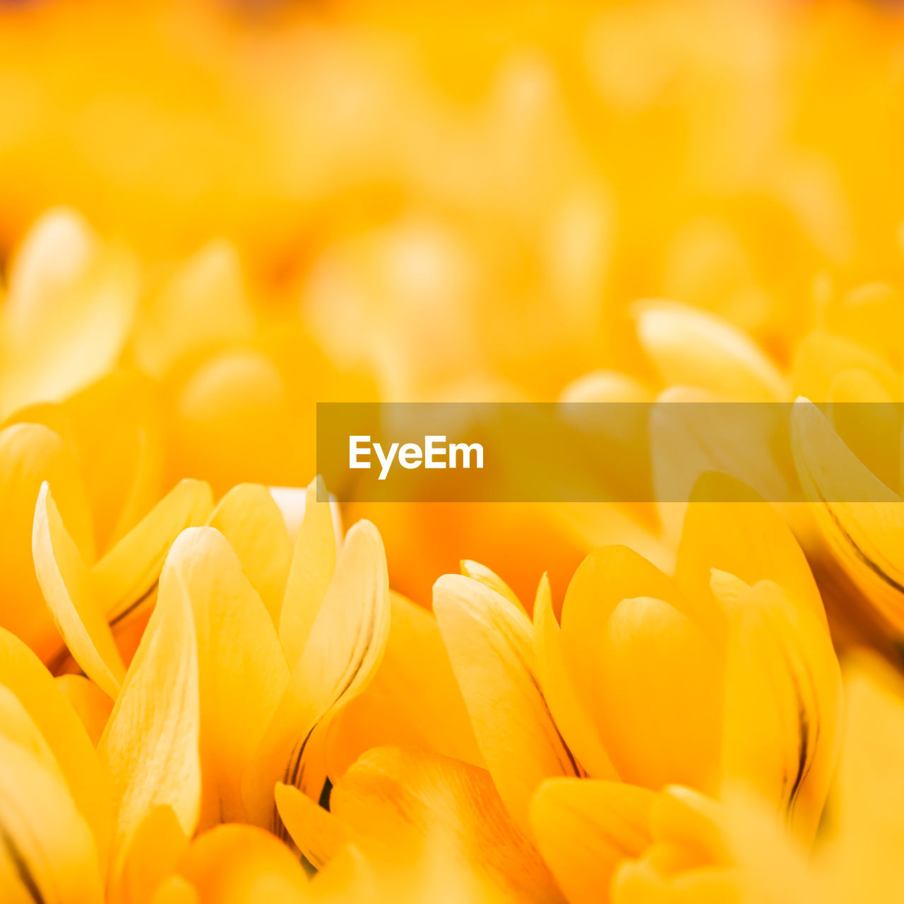 yellow, flower, freshness, petal, plant, close-up, flowering plant, macro photography, beauty in nature, nature, backgrounds, no people, sunlight, selective focus, flower head, growth, fragility, full frame, vibrant color, food, inflorescence, springtime, food and drink, orange color