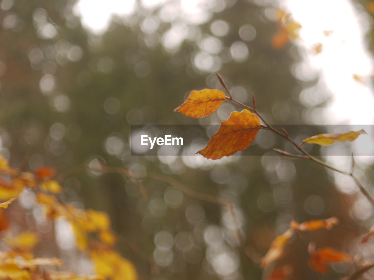 Close-up of orange maple leaves on plant during autumn