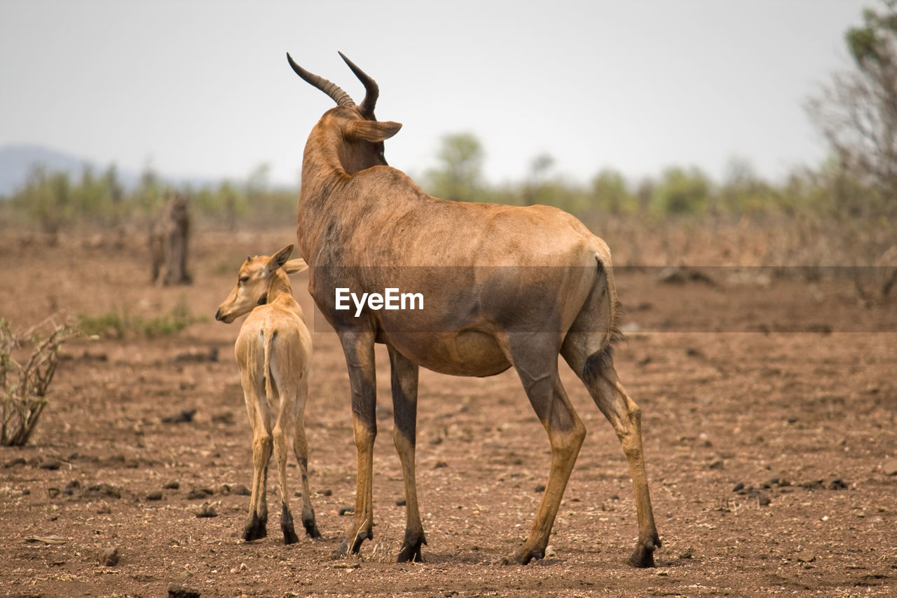 Antilopes standing on field against sky