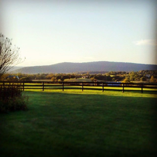 TREES ON GRASSY FIELD