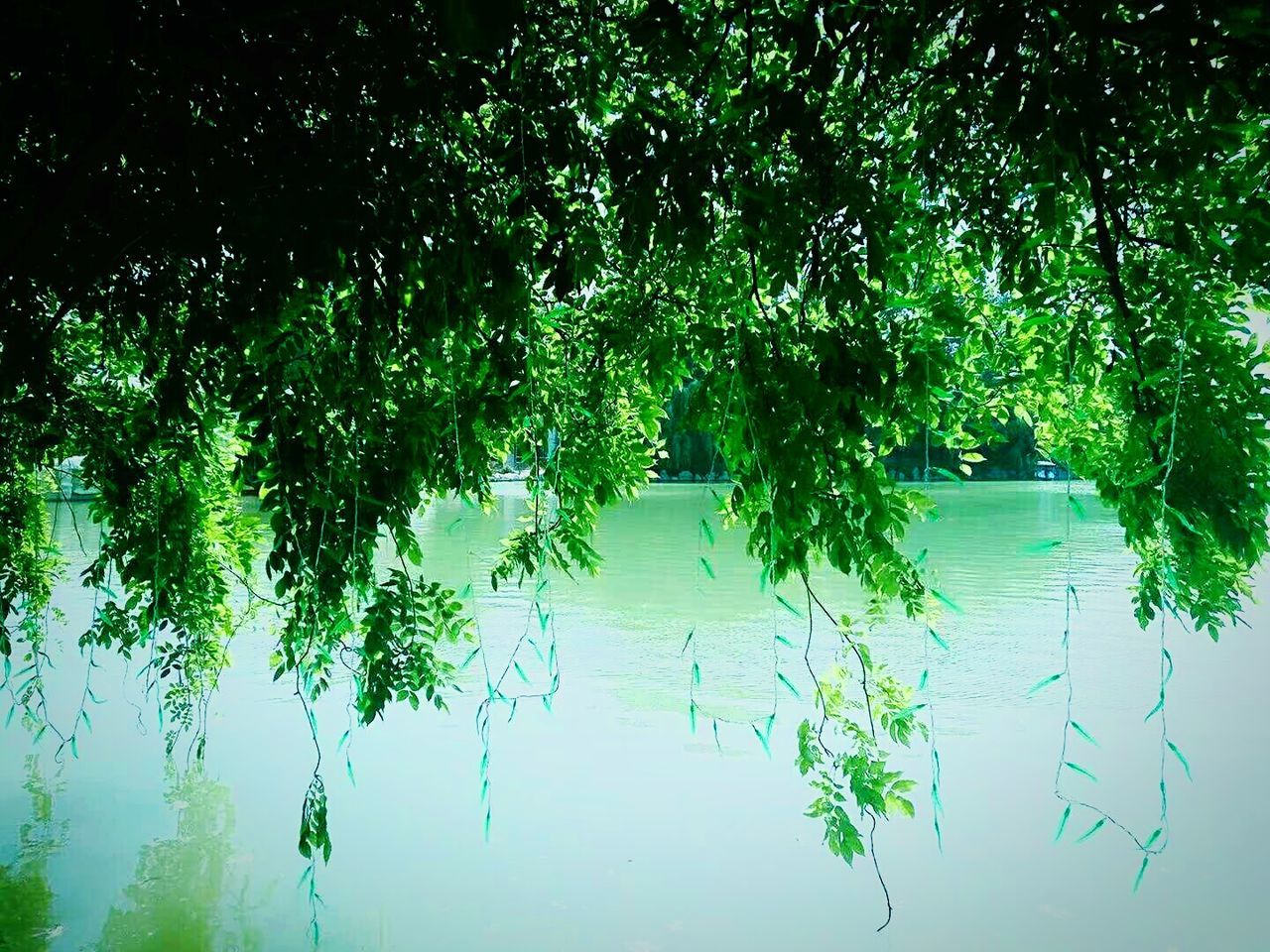 REFLECTION OF TREES IN LAKE