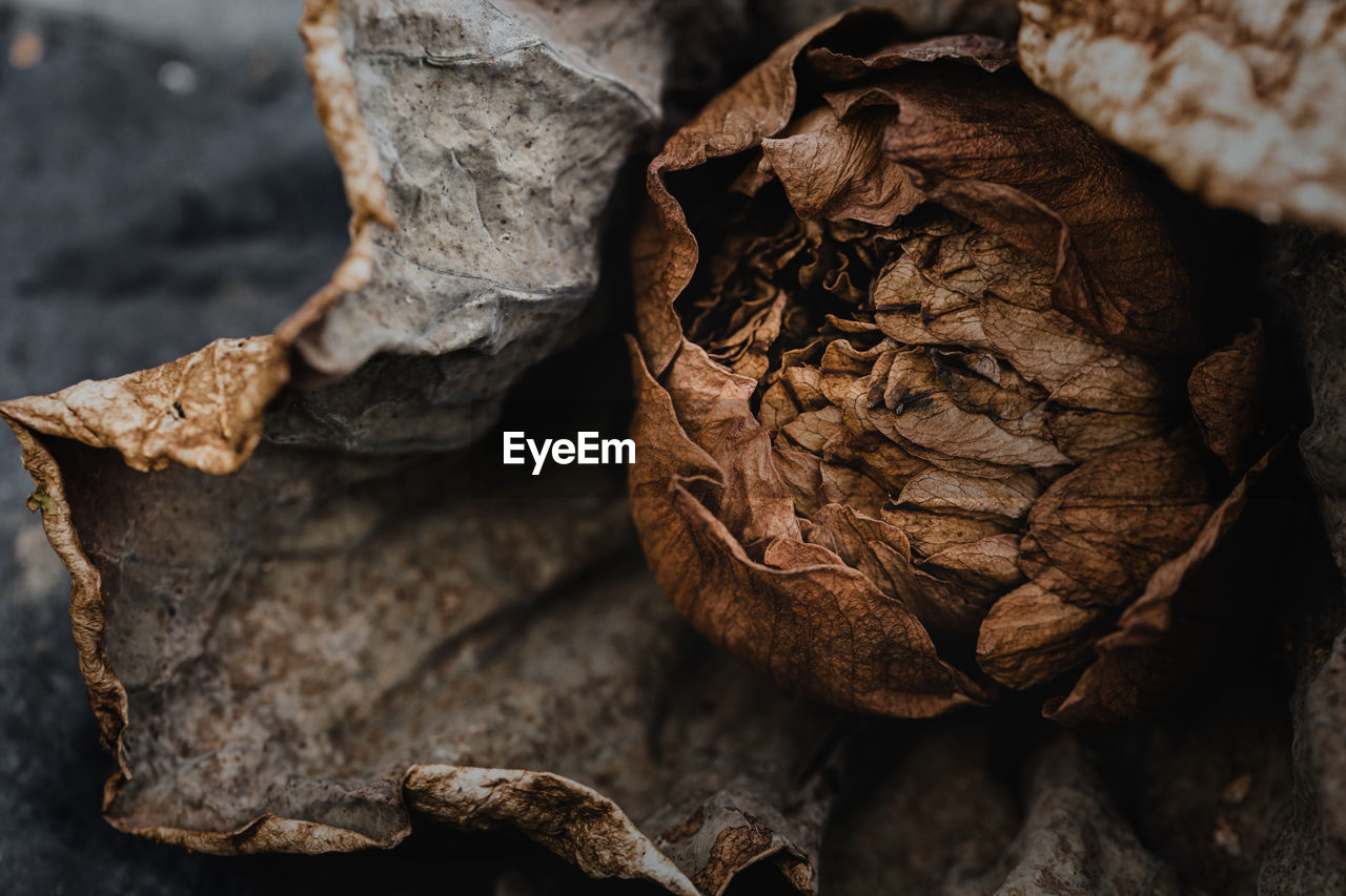 Close-up of dried leaves