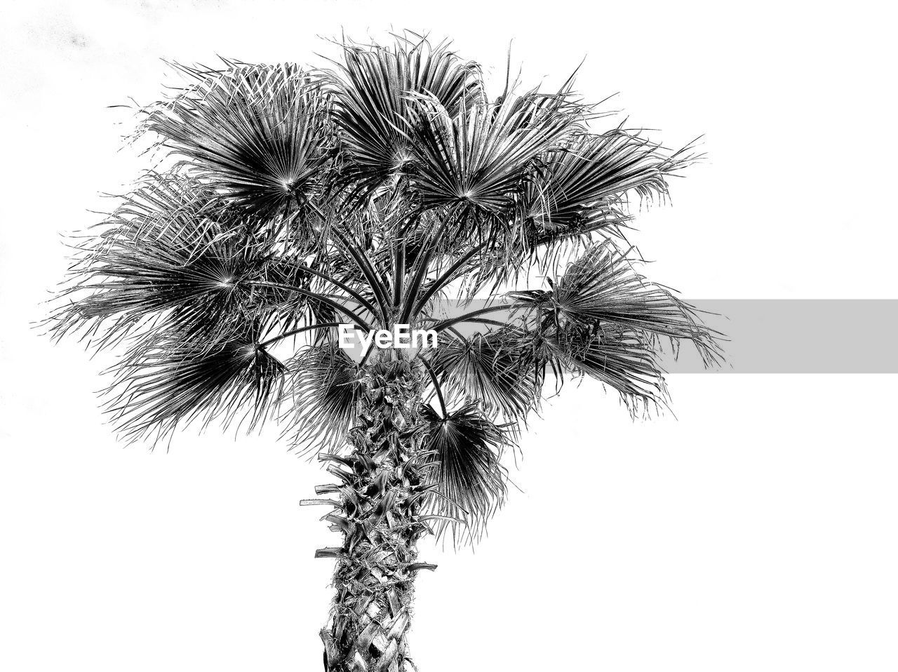 LOW ANGLE VIEW OF COCONUT PALM TREE AGAINST SKY