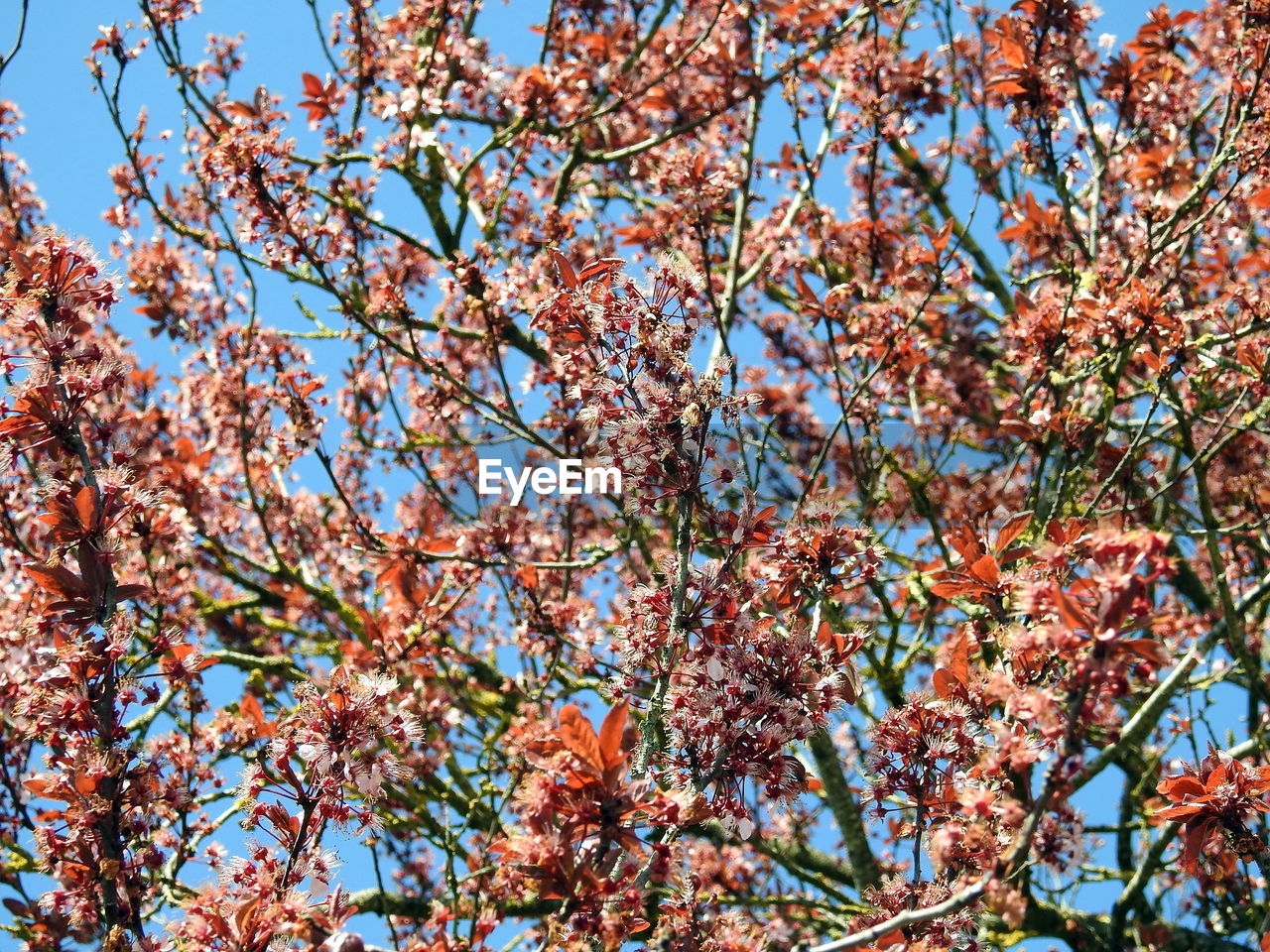 Low angle view of flowering tree against sky