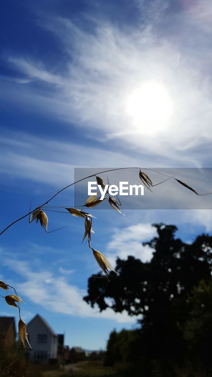 LOW ANGLE VIEW OF SKY