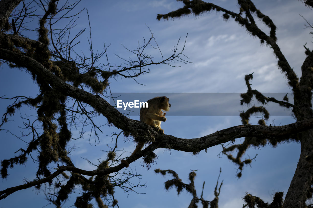 Close-up of howler monkey sitting on branch