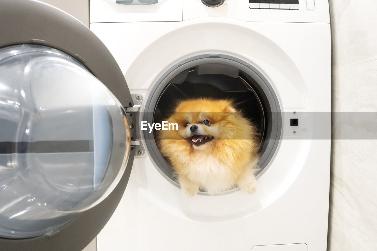 Portrait of pomeranian fluffy puppy in the washing machine. cute spitz.