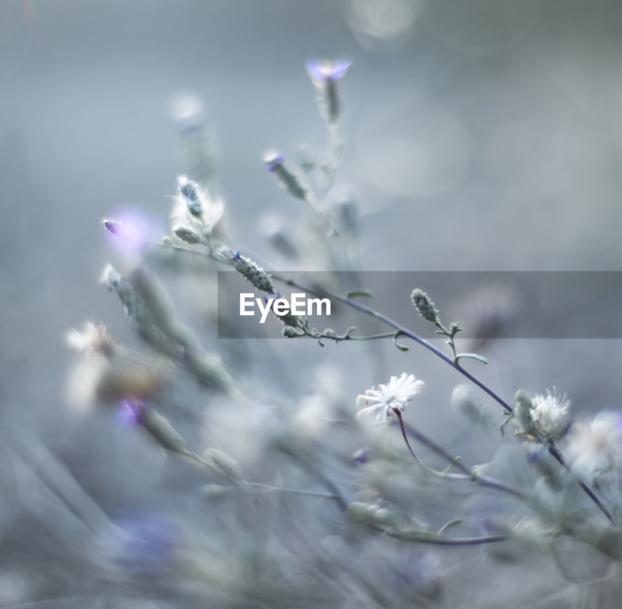 CLOSE-UP OF PURPLE FLOWERING PLANTS
