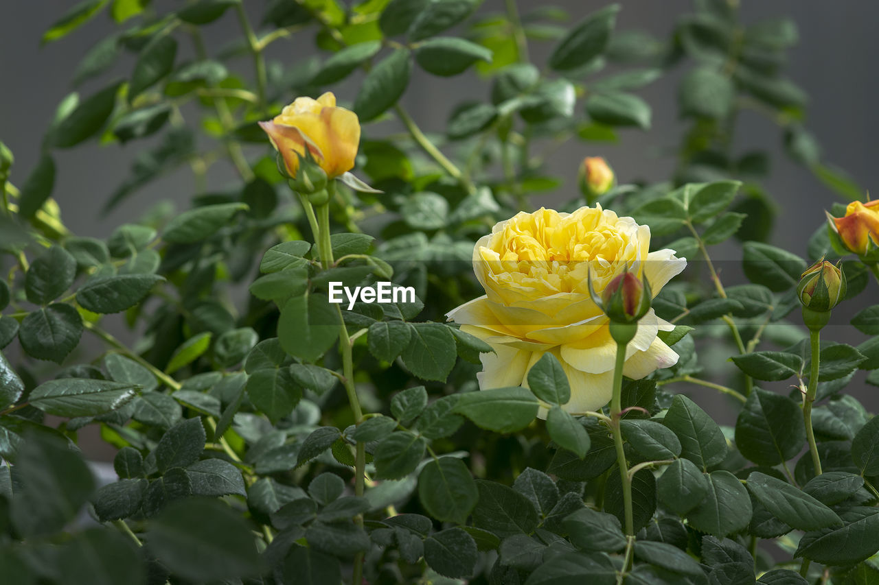 CLOSE-UP OF YELLOW ROSES