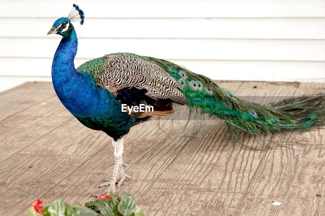 Peacock on wooden floor