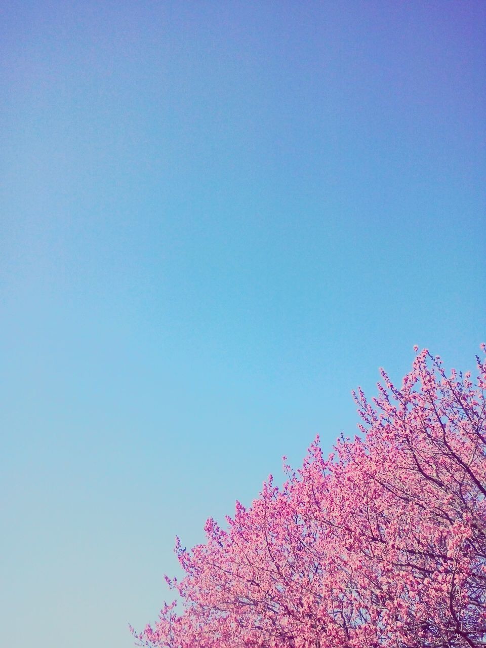 Low angle view of flowers against blue sky