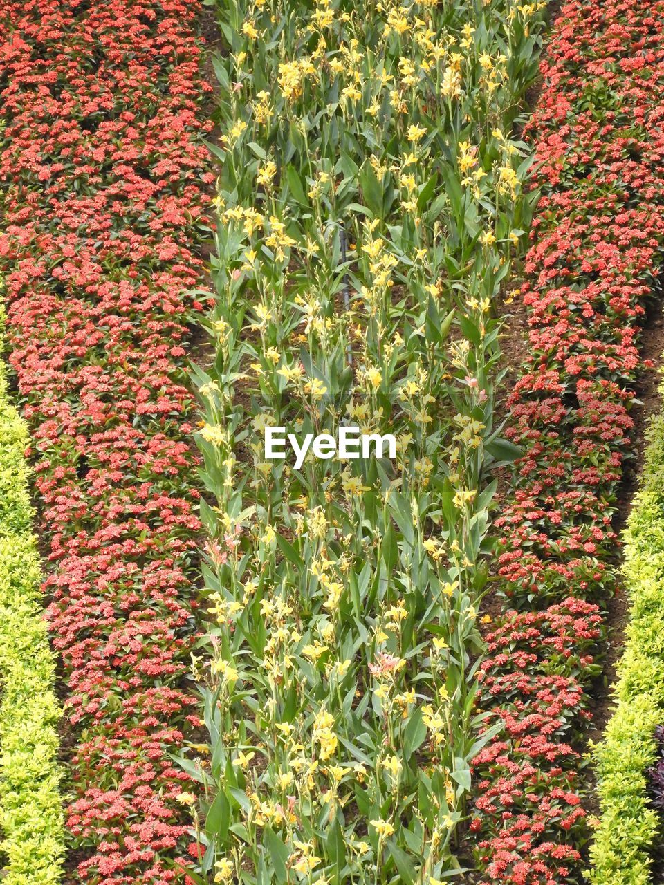 HIGH ANGLE VIEW OF PLANTS ON FIELD