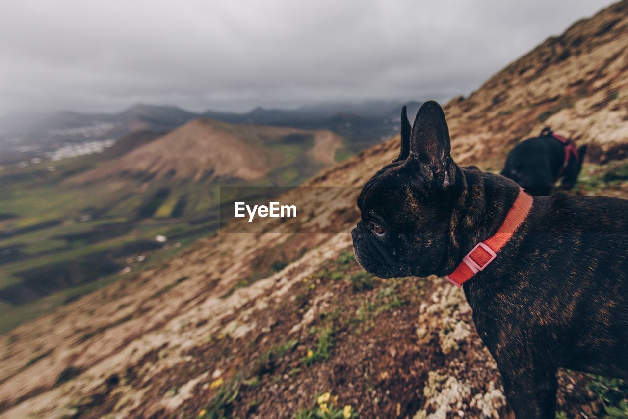 Dog in a mountain