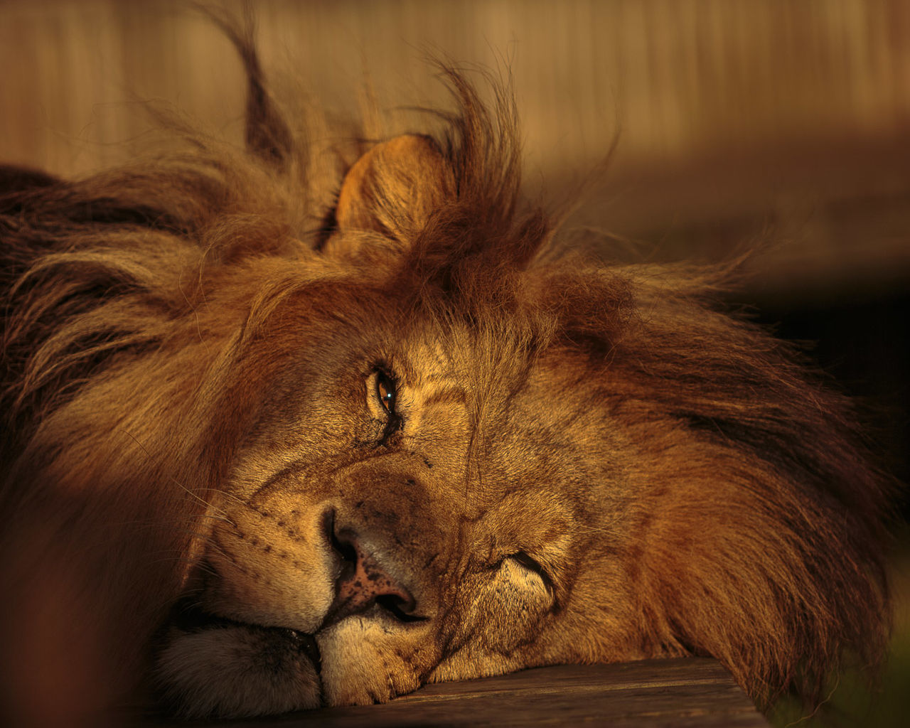 Close-up of a lion sleeping