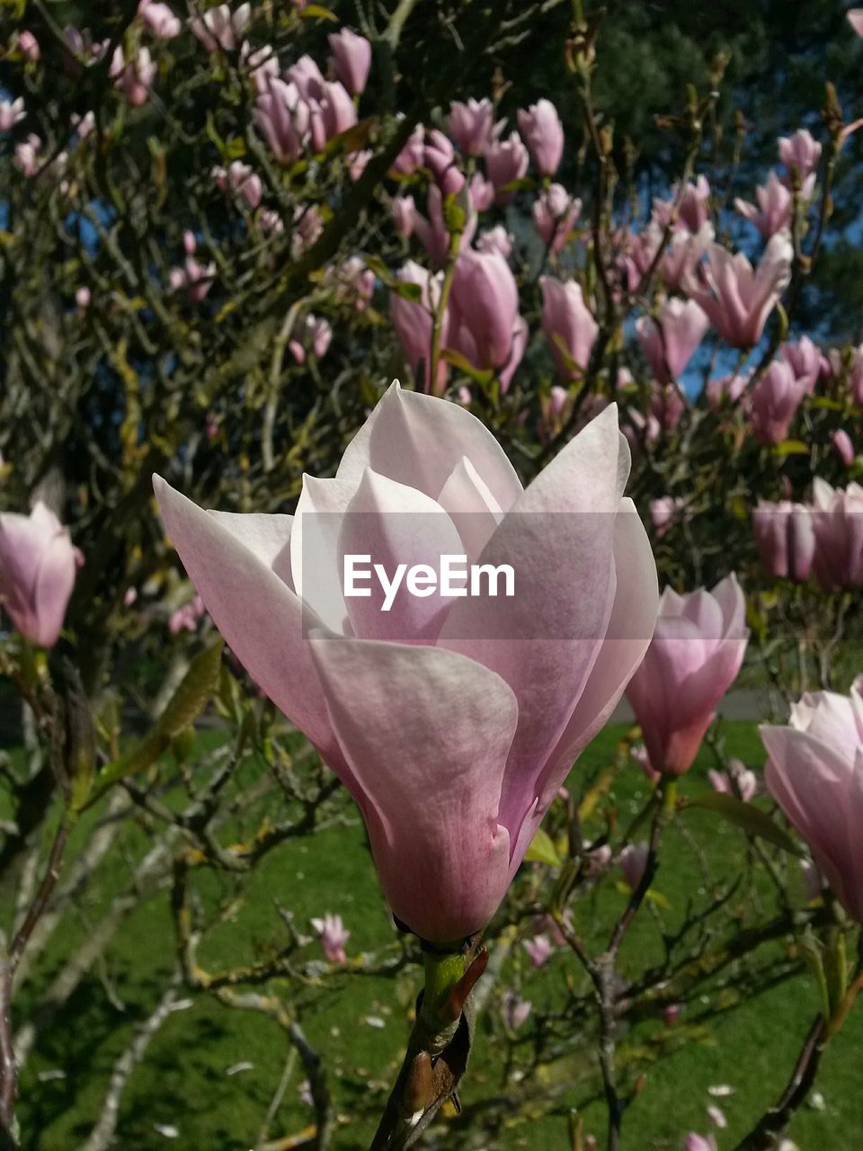 CLOSE-UP OF PINK FLOWER PLANT