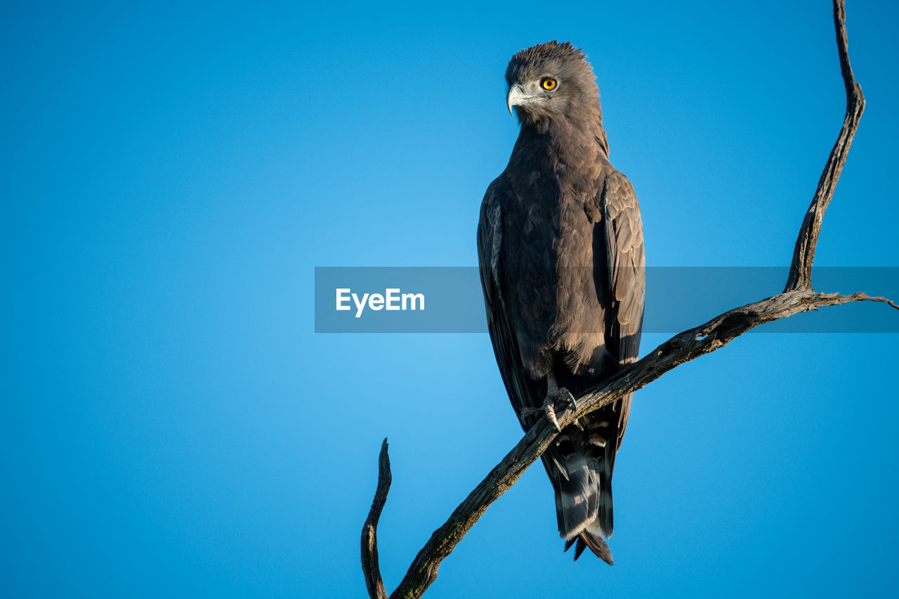 Brown snake-eagle looks down from twisted branch