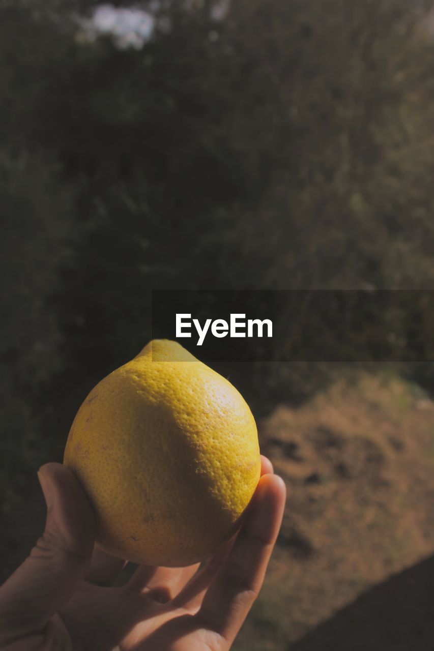 Cropped image of hand holding lemon