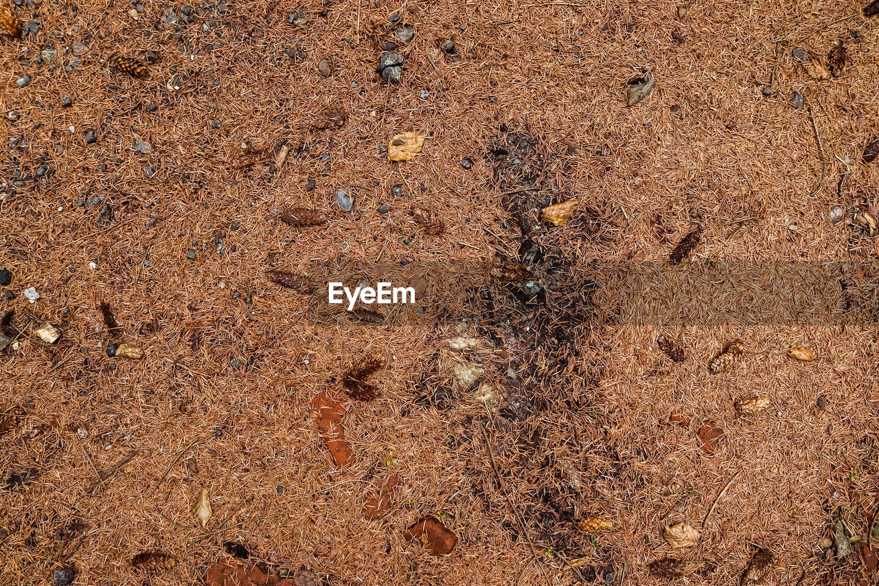 HIGH ANGLE VIEW OF INSECT ON SAND