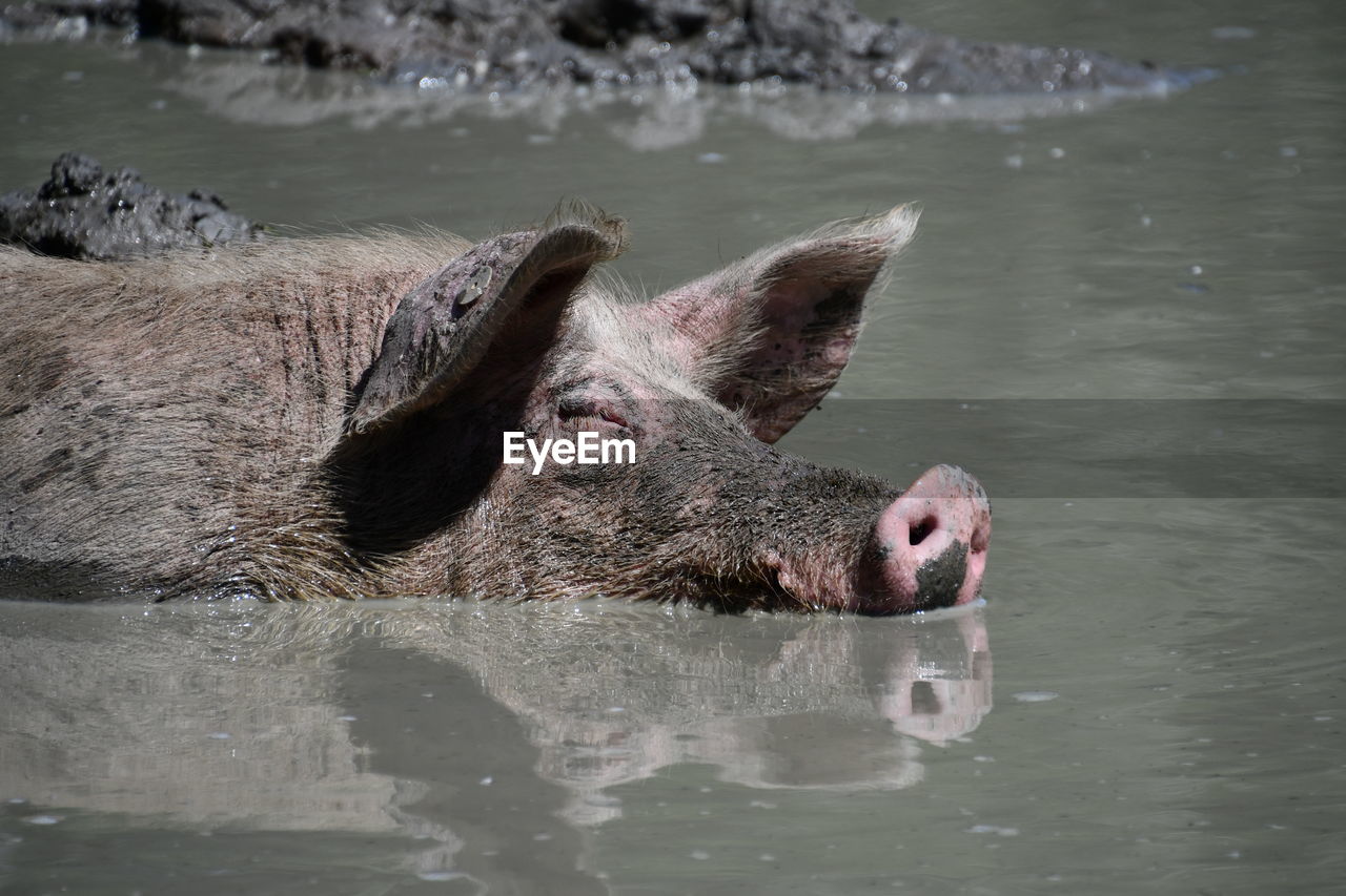 Pig in pool