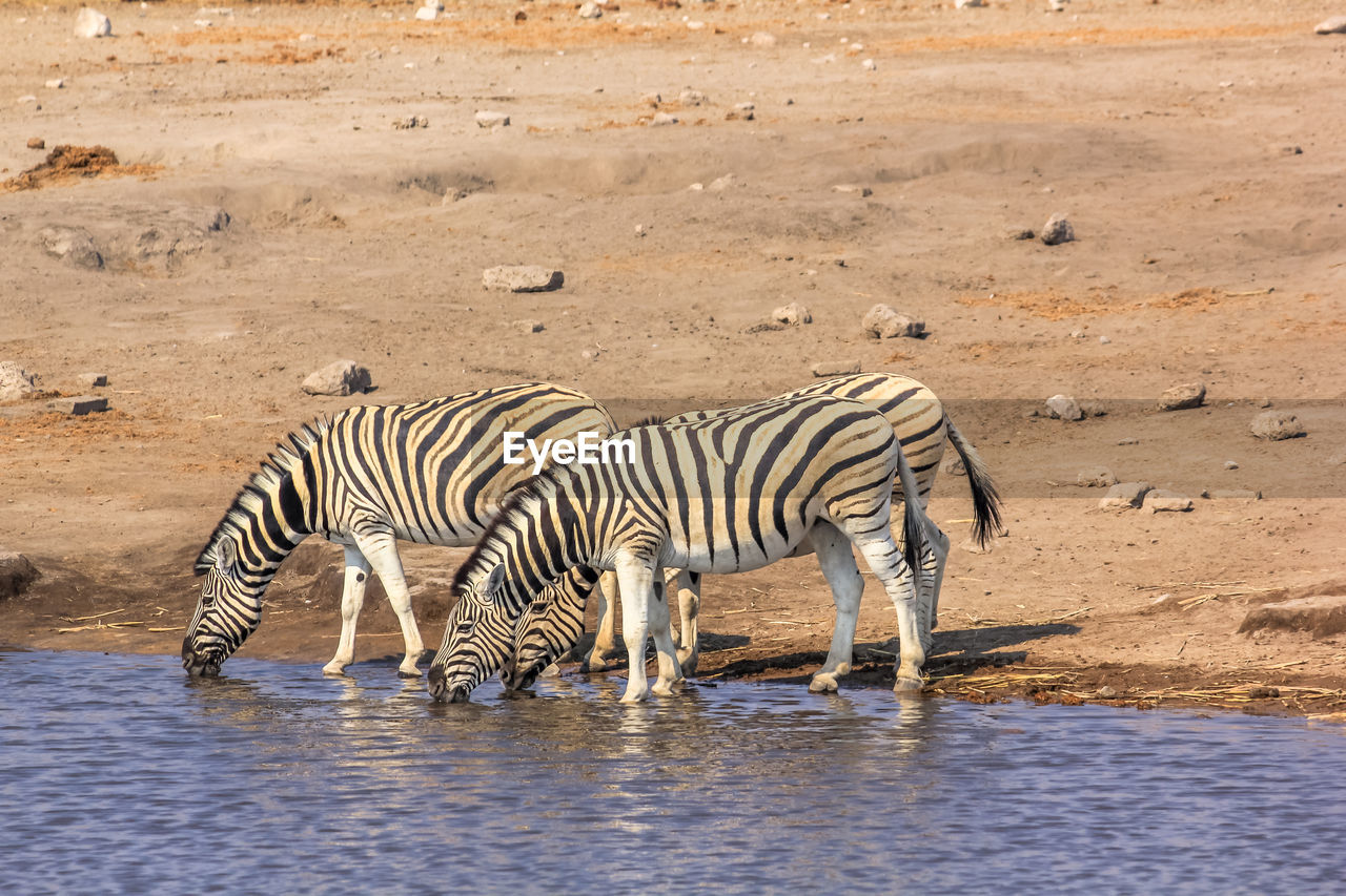 Zebras drinking water from pond