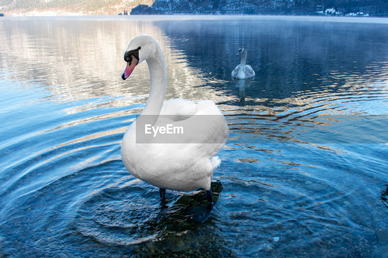 SWAN FLOATING IN LAKE