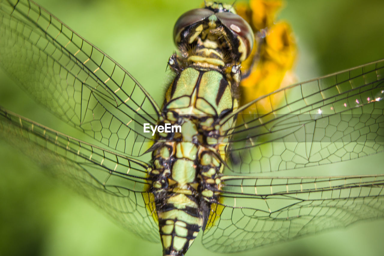 Extremely close-up of dragonfly on leaf